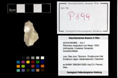 Foto (Objekt + Etikett) von Pithonoton marginatum (von Meyer, 1842)  (NHMW-GEO-2014-0194-0899)